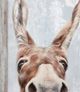 StyleCraft The Donkey Right Multi-Color Framed Print-1