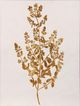 StyleCraft Pressed Foliage l Wall Art-1