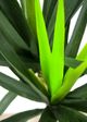 Le Present Dracaena Green Faux Botanical-1