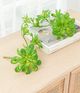 A & B Home Green Faux Dudleya Succulent Stem-2