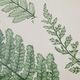 Olliix by Martha Stewart Lady Fern Collection 3 Piece Set Green Single Mat Framed Graphic-1