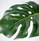 A & B Home Green Monstera Leaf-3