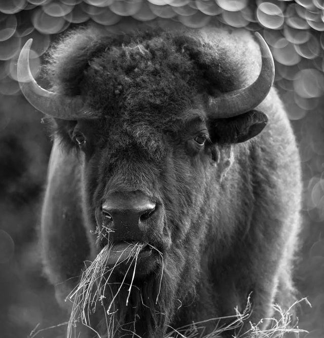 Classy Art Bison Duo Wall Art-1