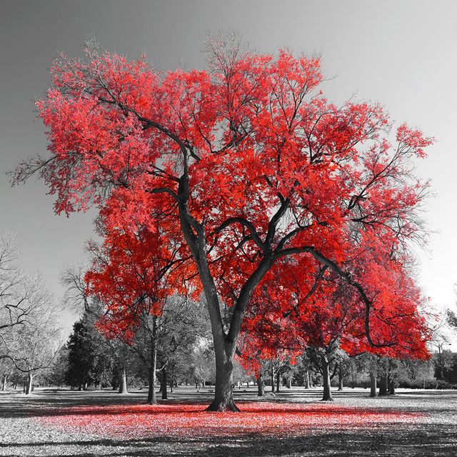 Classy Art Red Tree 50 x 50 Tempered Glass with Foil-0