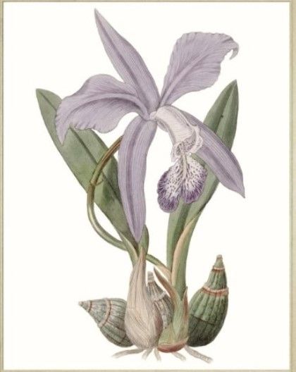 Classy Living Edwards Lavender Beauties IV Wall Art-2