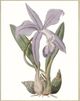 Classy Living Edwards Lavender Beauties IV Wall Art-2