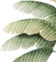 A & B Home Green Banana Leaf-2