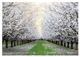 YHD Blossom Trail Wall Art-0