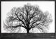Stylecraft The Tree Black/White Wall Art-1