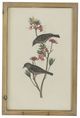 A & B Home 4-Piece Brown Bird Framed Print Wall Art Set-4