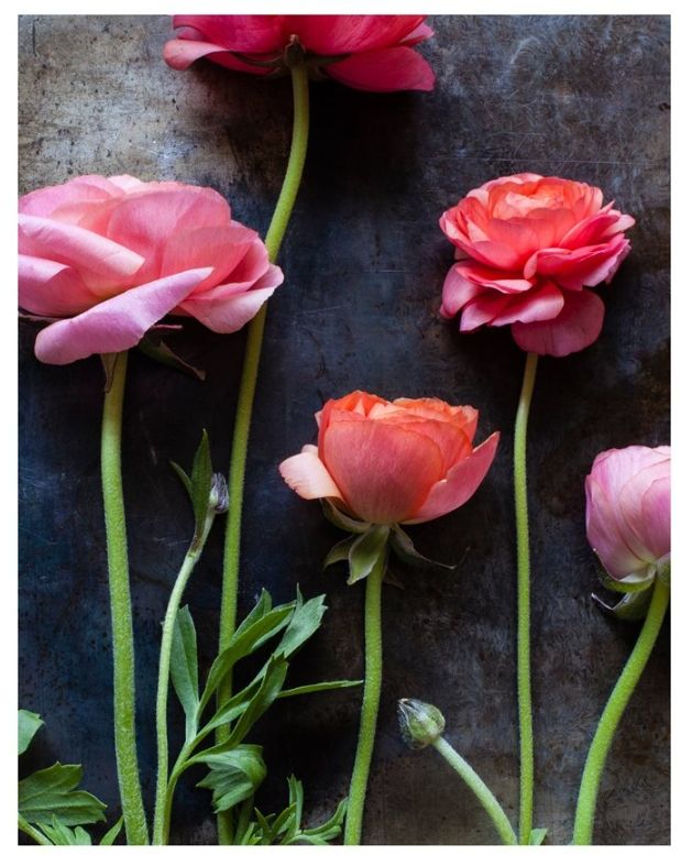 YHD Ranunculus I Wall Art-0