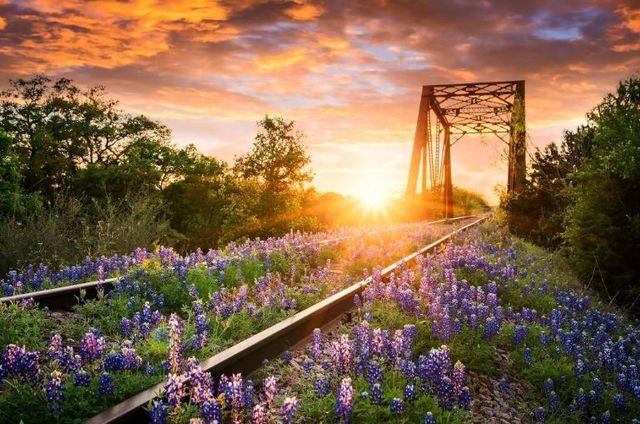 Classy Art Bluebonnet Rails Wall Art-0
