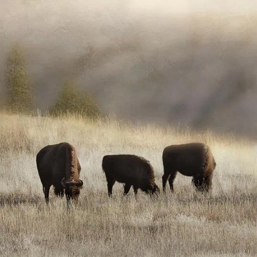 Classy Art Ridge Grazing by Danita Delimont Wall Art-1