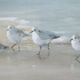 Uttermost® Danhui Nai Tranquil Shorebirds on the Sand Framed Print-3