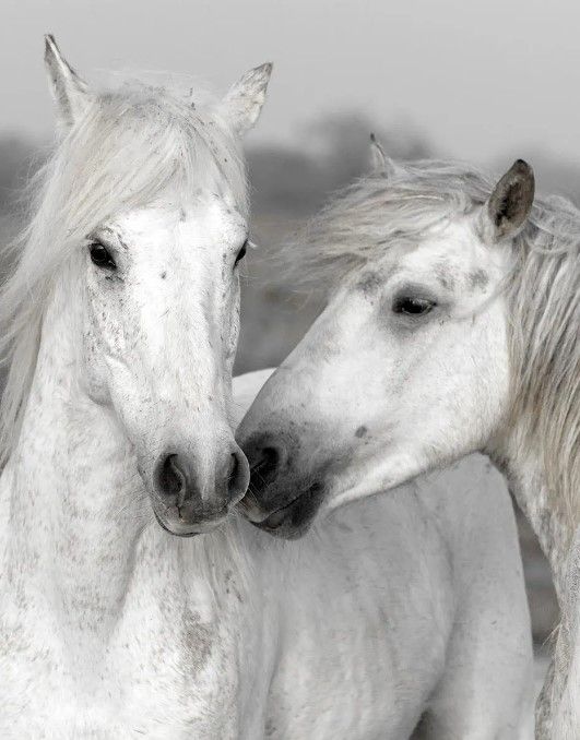 Classy Art Affection I by Danita Delimont Wall Art-0