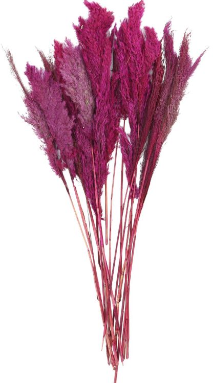 Deco Marche Pink Dried Plant Pampas Grass Natural Foliage with Long Stems-0