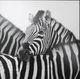 Stylecraft Black/White Wall Art-1