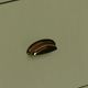 Legends Home Vineyard Sage Green/Whiskey File Cabinet-4
