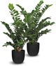 Le Present Zamioculcas Green 39.5" Faux Botanical Cylindrica-1