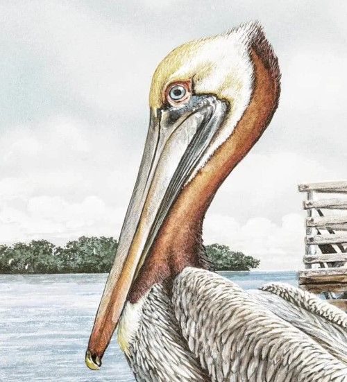 Classy Art Majestic Pelican by James Harris Wall Art-1