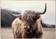 Classy Living Resiliant Majestic Highland Wall Art-0