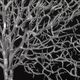 YHD Sea Fan Shadow II Wall Art-4