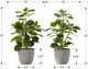 Monarch Specialties Inc. 2-piece 14" Artificial Plant with Pot-2