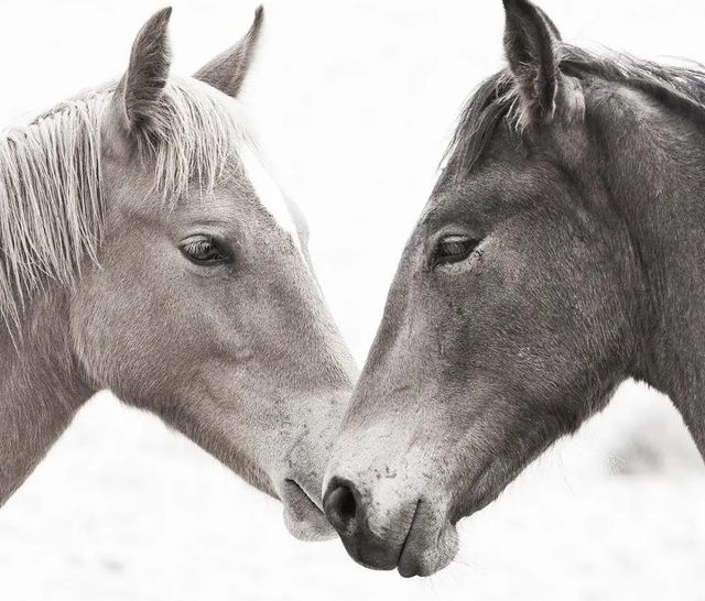 Classy Art Gentle Herd by Danita Delimont Wall Art-1