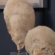 Uttermost® Oyster 2-Piece Aged Ivory Shell Sculpture Set-5