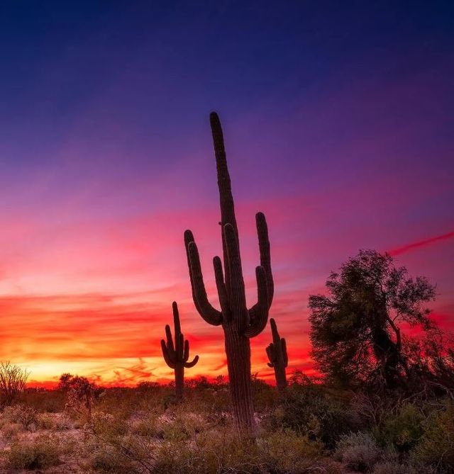 Classy Art Desert Cactus Wall Art-1