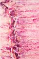 Dalyn™ Rug Company Kikiamo KK16 Flamingo 5'x8' Area Rug-0