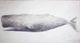 Stylecraft Whale Black/White Wall Art-1