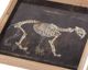A & B Home 2-Piece Brown Skeleton Print Tray Set-1