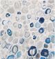 Moe's Home Collection Blue Bubbles Blue and White Wall Decor-1