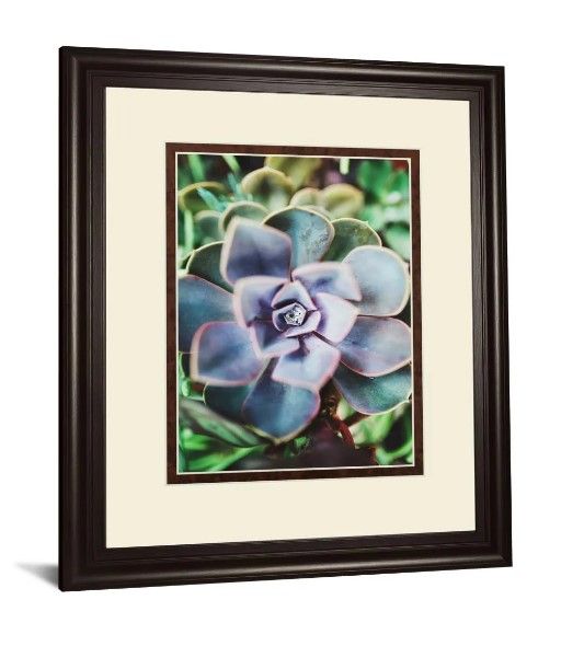 Classy Art Succulence Beauty by Chelsea Kedron Wall Art-1