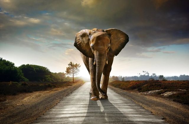 Classy Art Marching Elephant Wall Art-0