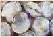 Stylecraft Clambake Cluster II Wall Art-0