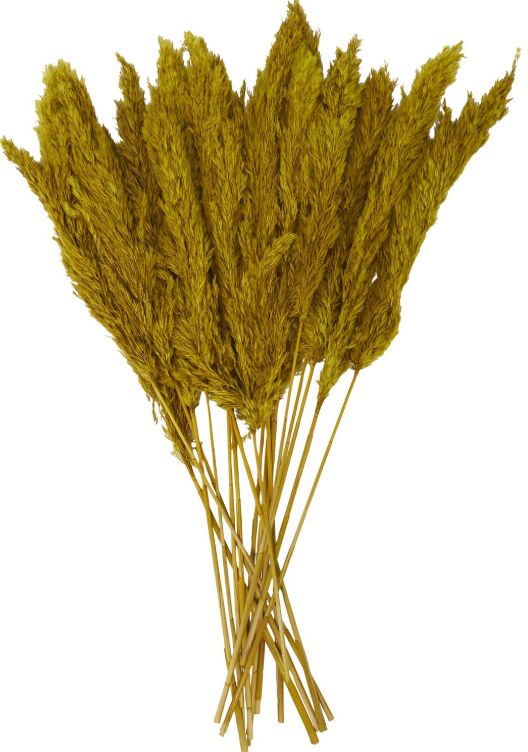 Deco Marche Yellow Dried Plant Pampas Grass Natural Foliage with Long Stems-0