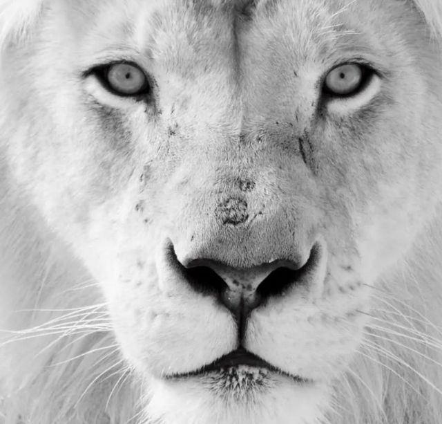 Classy Art Black/White Lion Wall Art-1