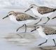Stylecraft Sandpipers II Light Blue/Taupe/White Wall Art-1