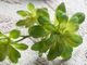 A & B Home Green Faux Double Dudleya Succulent-3