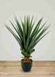 Le Present Dracaena Green Faux Botanical-5