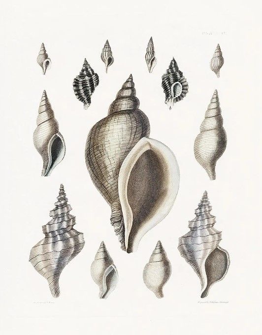 Classy Art Vintage Shell II by Kelly Donovan Wall Art-0
