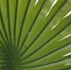 A & B Home Light Green Fan Palm Leaf Stem-2