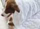 BEDGEAR® Dri-Tec® Medium-Warmth White King/California King Blanket-3