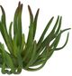A & B Home Green Faux Stonecrop Succulent Stem-1