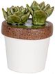 A & B Home Brown/Green/White 5" Ceramics Plant Decorate-0
