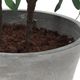 Uttermost® Marisol Gray/Green Potted Olive Plant-5