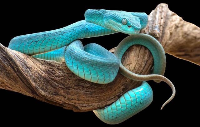 Classy Art Turquoise Snake Wall Art-0