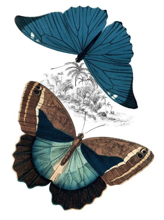 Classy Art Butterfly Study II by Piddix Wall Art-0